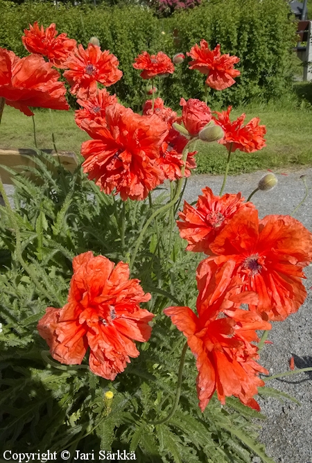 Papaver orientale 'Olympia', idänunikko